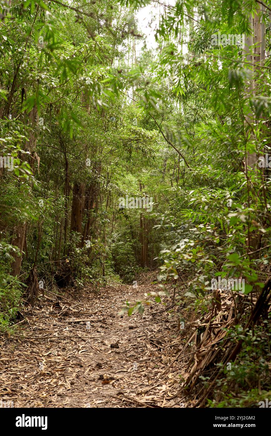 Ein schmaler Feldweg schlängelt sich durch einen dichten Wald mit üppig grünem Laub, Portugal Stockfoto