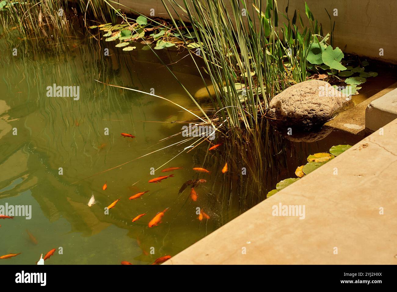 Goldfische schwimmen in einem sonnendurchfluteten Teich im Freien mit grünen Wasserpflanzen und einem Stein am Wasser. Stockfoto