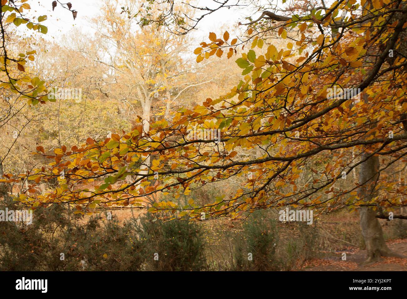 Herbstwälder Blätter oder Blätter Stockfoto