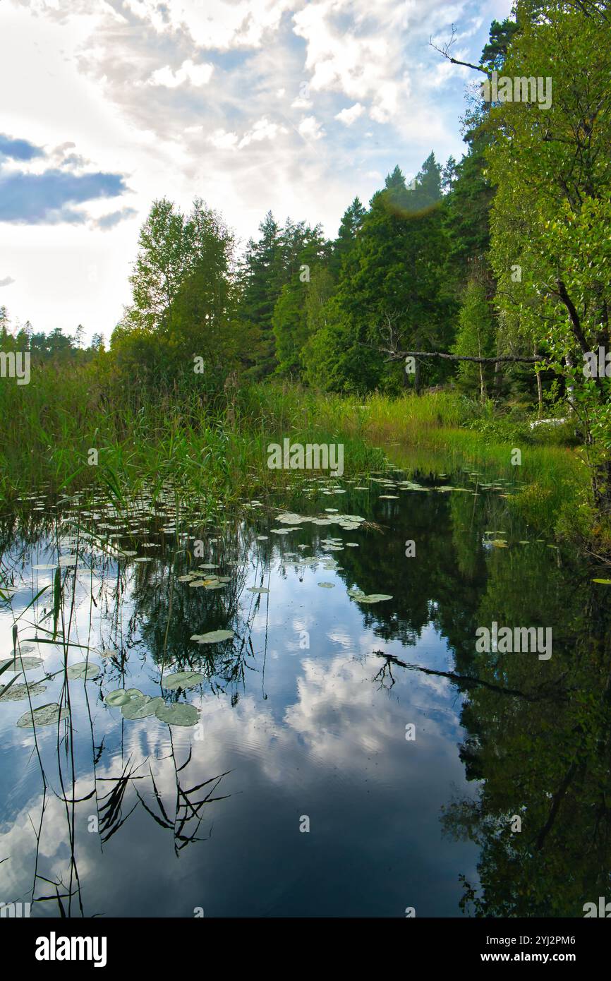 See in Schweden. Seerosen und Schilf im Wasser. Bäume am Ufer. Skandinavische Natur Stockfoto