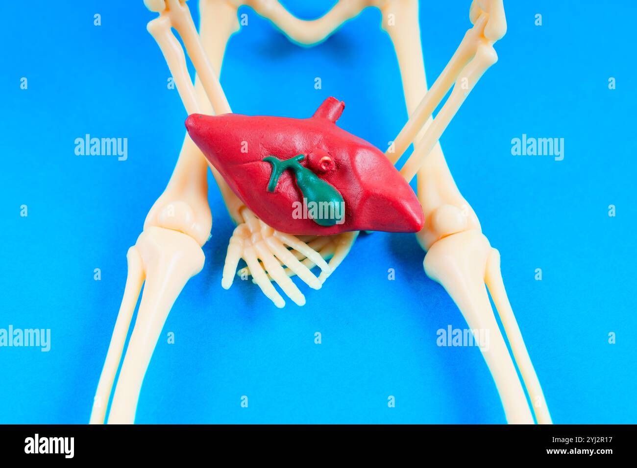 Menschliches Skelettmodell, das ein farbenfrohes Lebermodell vor einem hellblauen Hintergrund hält und für Anatomie und Biologie geeignet ist. Stockfoto