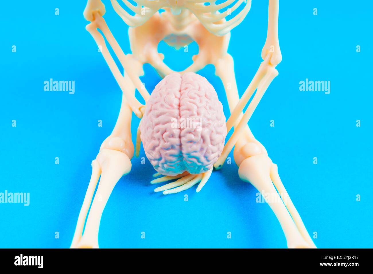 Anatomisches Skelettmodell, das ein Gehirn isoliert auf blauem Hintergrund hält. Biologieausbildung und neurowissenschaftliches Studienkonzept. Stockfoto