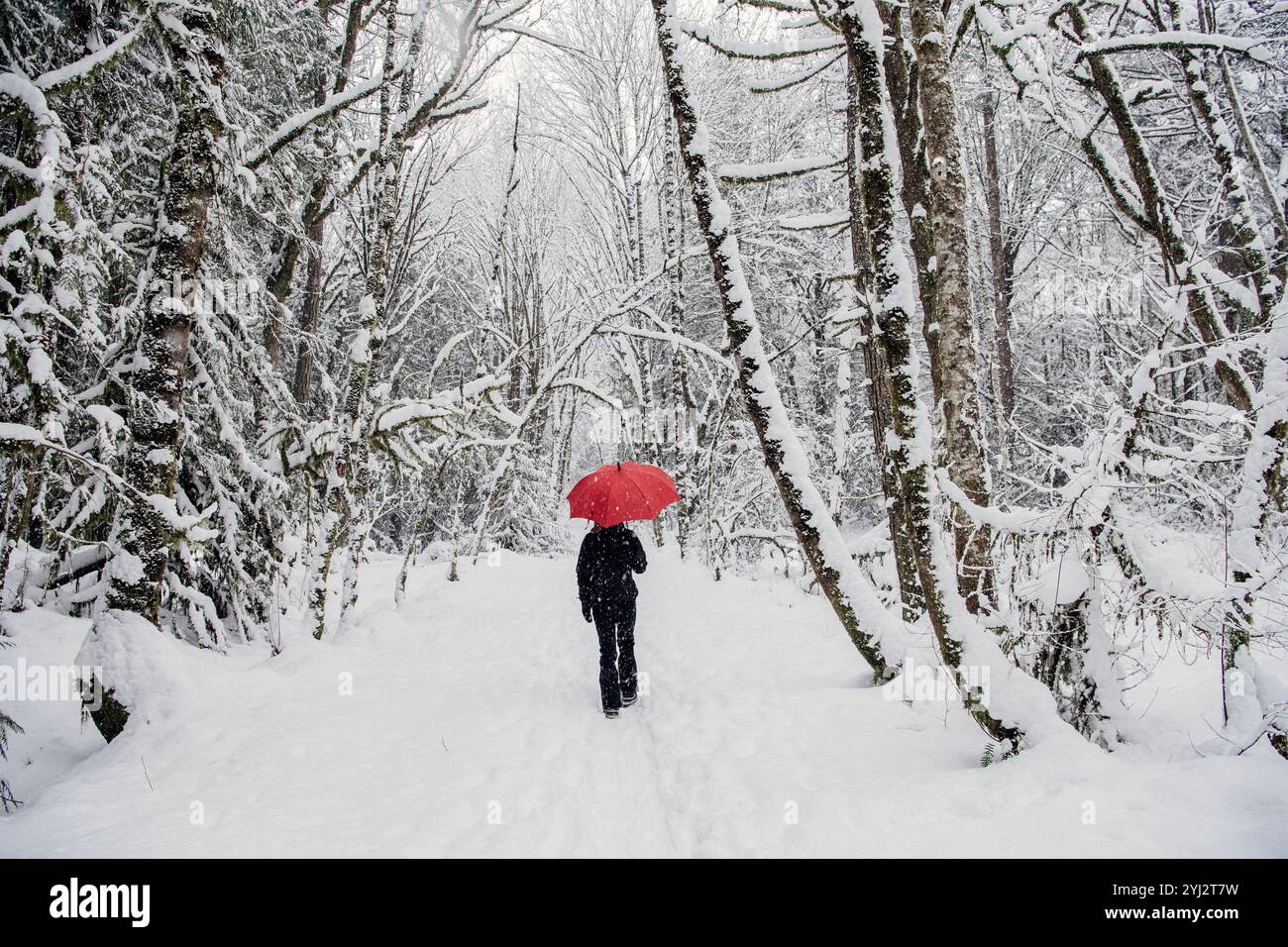 Eine Frau läuft auf einem schneebedeckten Pfad in einem Winterwald, hält einen roten Regenschirm zwischen schneebedeckten Bäumen Stockfoto