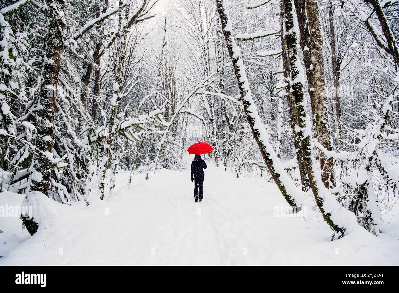 Eine einsame Frau steht auf einem schneebedeckten Weg in einem winterlichen Wald und hält einen hellroten Regenschirm. Stockfoto
