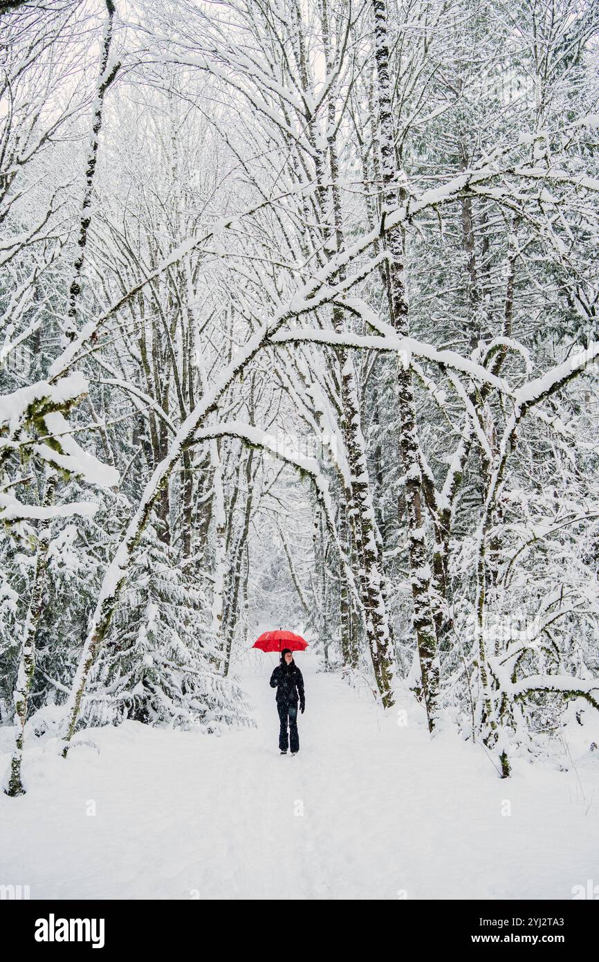 Eine junge Frau steht mit einem roten Regenschirm inmitten eines schneebedeckten Waldes und bildet einen Kontrast zur weißen Winterlandschaft. Stockfoto