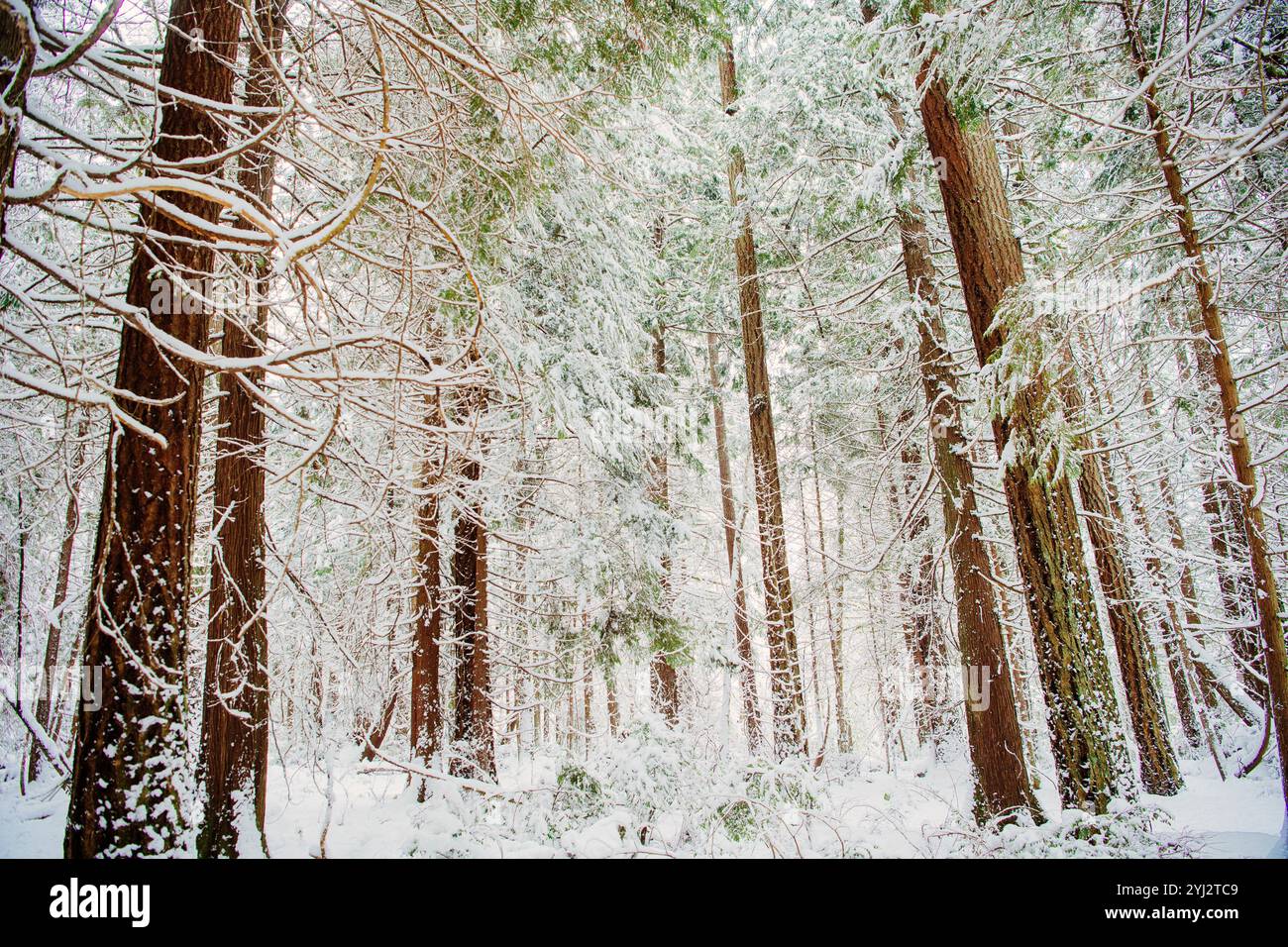 Schneebedeckte Bäume in einem dichten Wald mit einer Schneedecke auf dem Boden Stockfoto