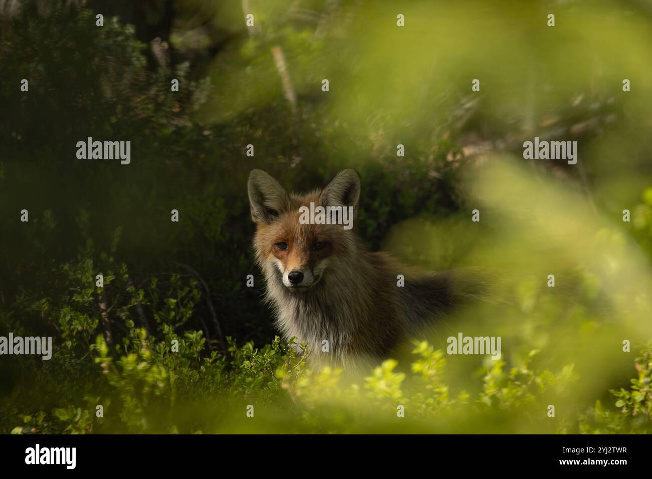 Rotfuchs versteckt sich unter einem Busch im Wald. Das Foto wurde in Nordschweden aufgenommen. Stockfoto
