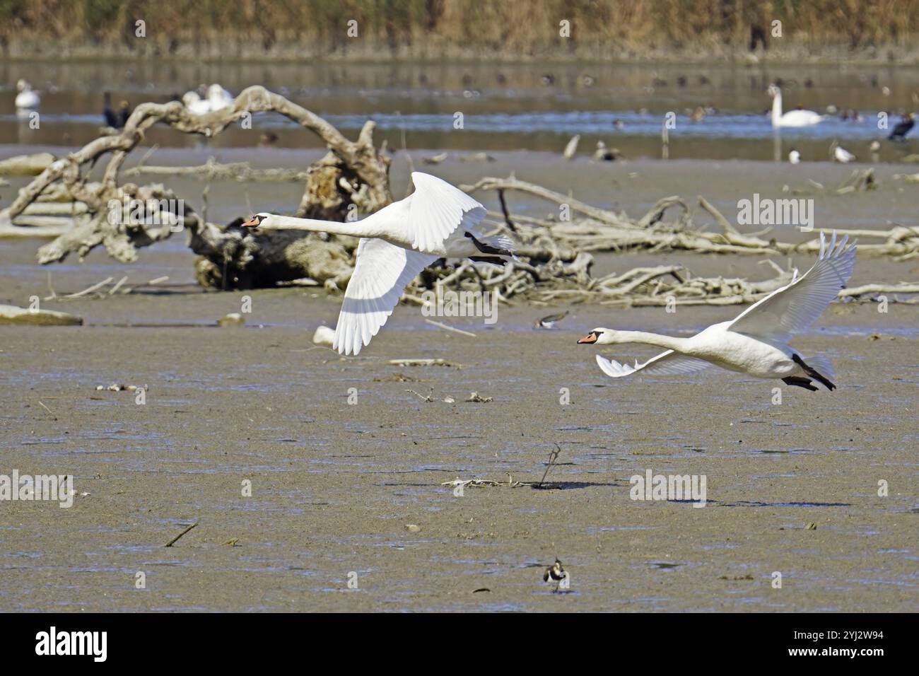 Zwei ausgewachsene Exemplare eines stummen Schwans im Flug über ein Sumpfgebiet, Cygnus olor; Anatidae Stockfoto