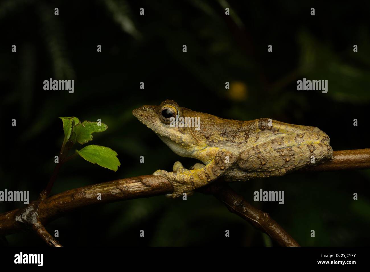 Kalakkad Gleitfrosch ist eine Art von Frosch, die in den südlichen westlichen Ghats in Kerala und Tamil Nadu, Indien, endemisch ist. Stockfoto