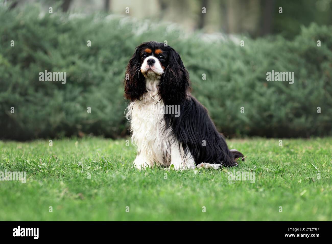 Porträt des jungen süßen Kavalierkönigs charles Spaniel, der auf grünem Gras sitzt Stockfoto