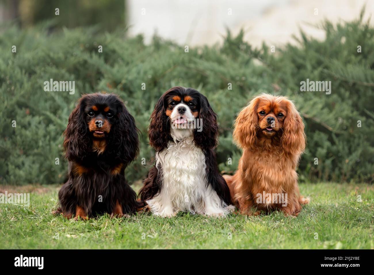 Drei süße Kavalier-König charles Spaniel-Hunde sitzen im Sommer draußen. Porträt von Haustieren in der Natur. Stockfoto