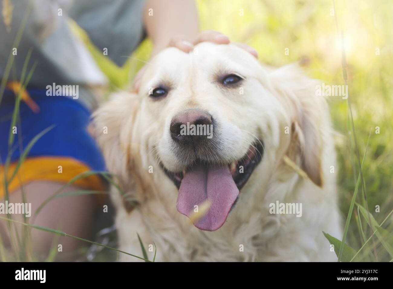 Der Besitzer streichelt seinen Hund sanft auf dem Maul inmitten einer Wiese Stockfoto