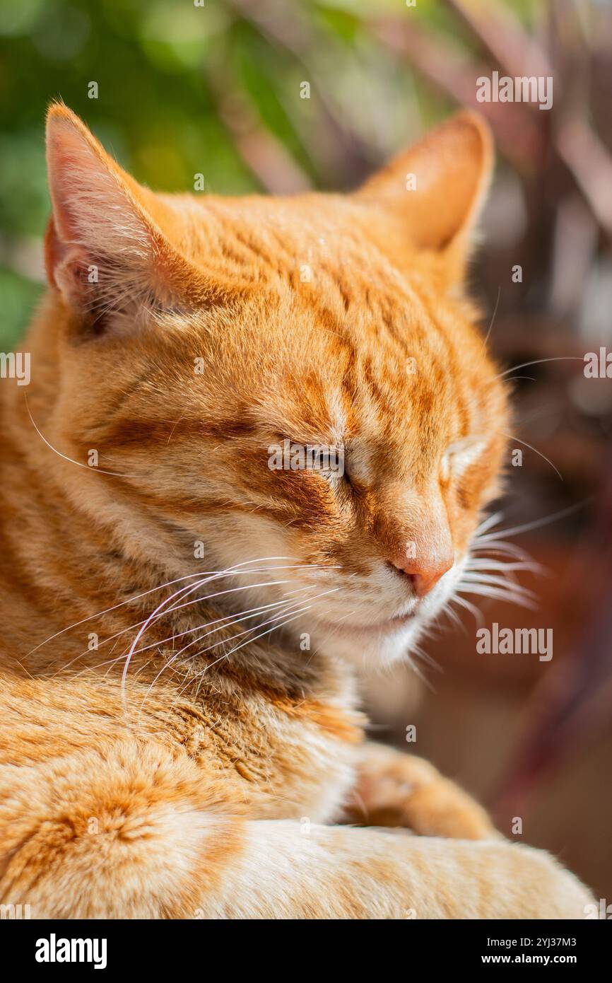 Nahaufnahme des Gesichts einer entspannten Ingwerkatze an einem sonnigen Tag. Stockfoto
