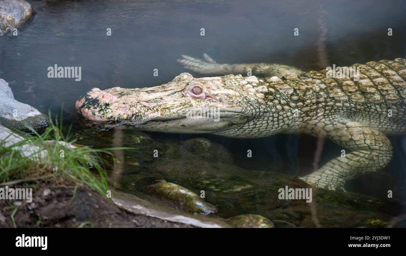 Albino Alligatior, Colorado Gators Reptile Park, in der Nähe von Mosca, Colorado Stockfoto