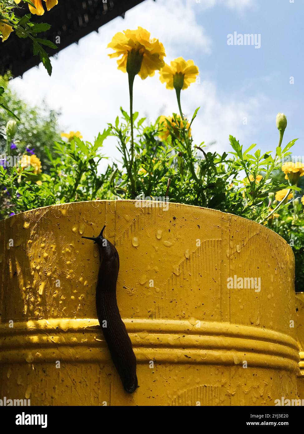 Eine Nahaufnahme einer Schnecke, die auf einen nassen gelben Blumentopf klettert, der mit hellen Ringelblumen geschmückt ist. Das Bild zeigt eine lebendige Sommergartenszene unter klarem Himmel Stockfoto