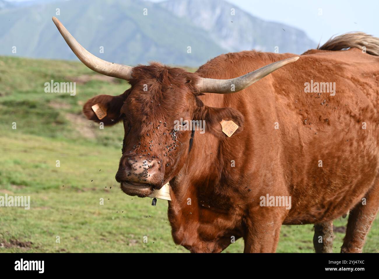 Porträt von Long Horn Salers Kuh oder Rinder mit Kuhglocke in den Pyrenäen Frankreich Stockfoto