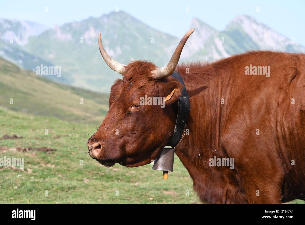 Porträt von Long Horn Salers Kuh oder Rinder mit Kuhglocke in den Pyrenäen Frankreich Stockfoto