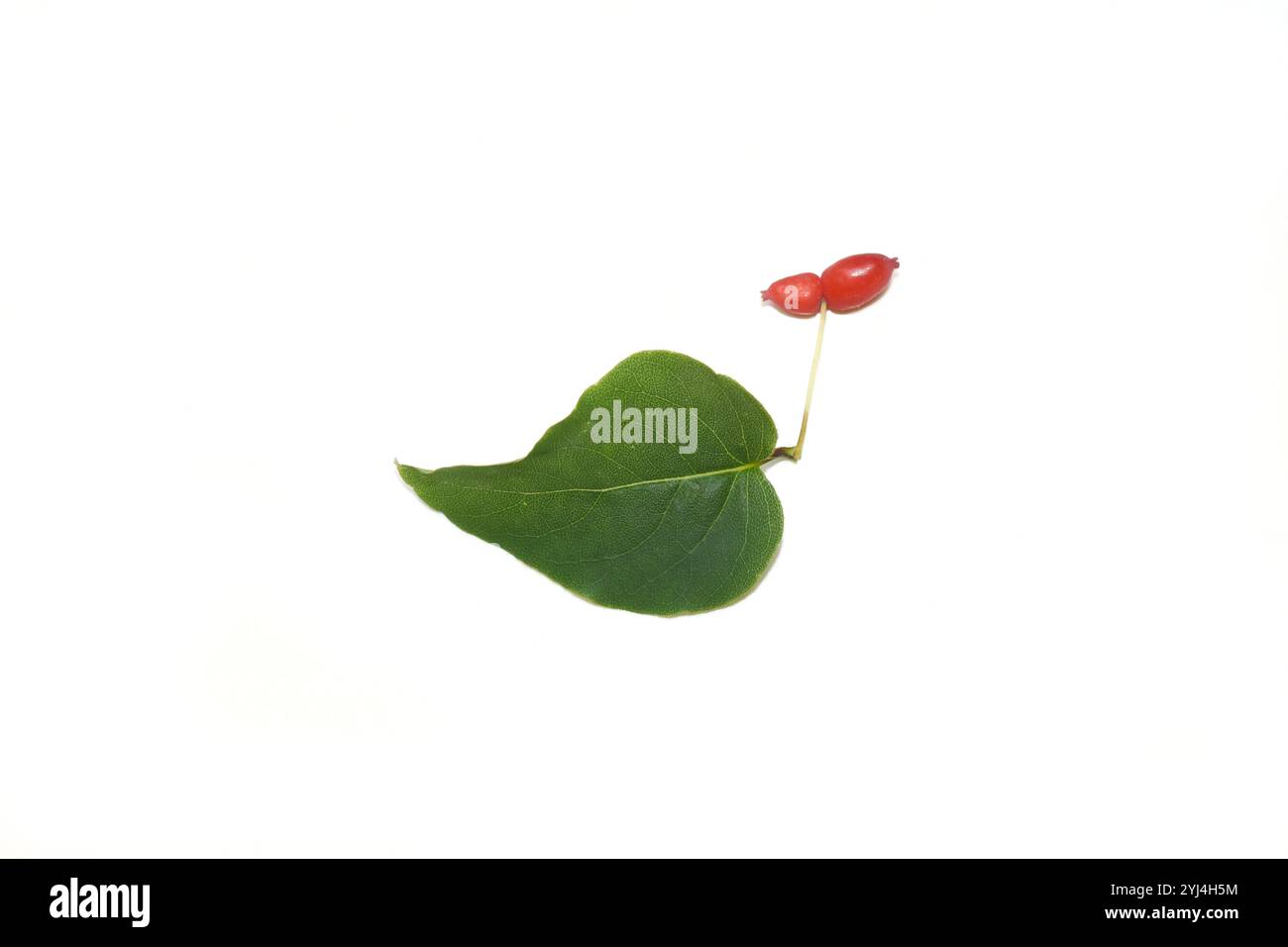 Lonicera canadensis amerikanische Fliege Geißblatt rote Beere und Blatt auf weißem Hintergrund Stockfoto