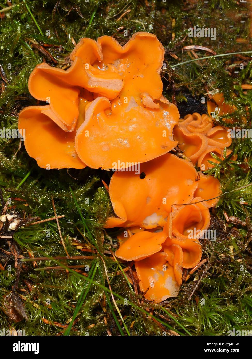 Der im Wald wachsende Orangenschälenpilz Aleuria aurantia Stockfoto