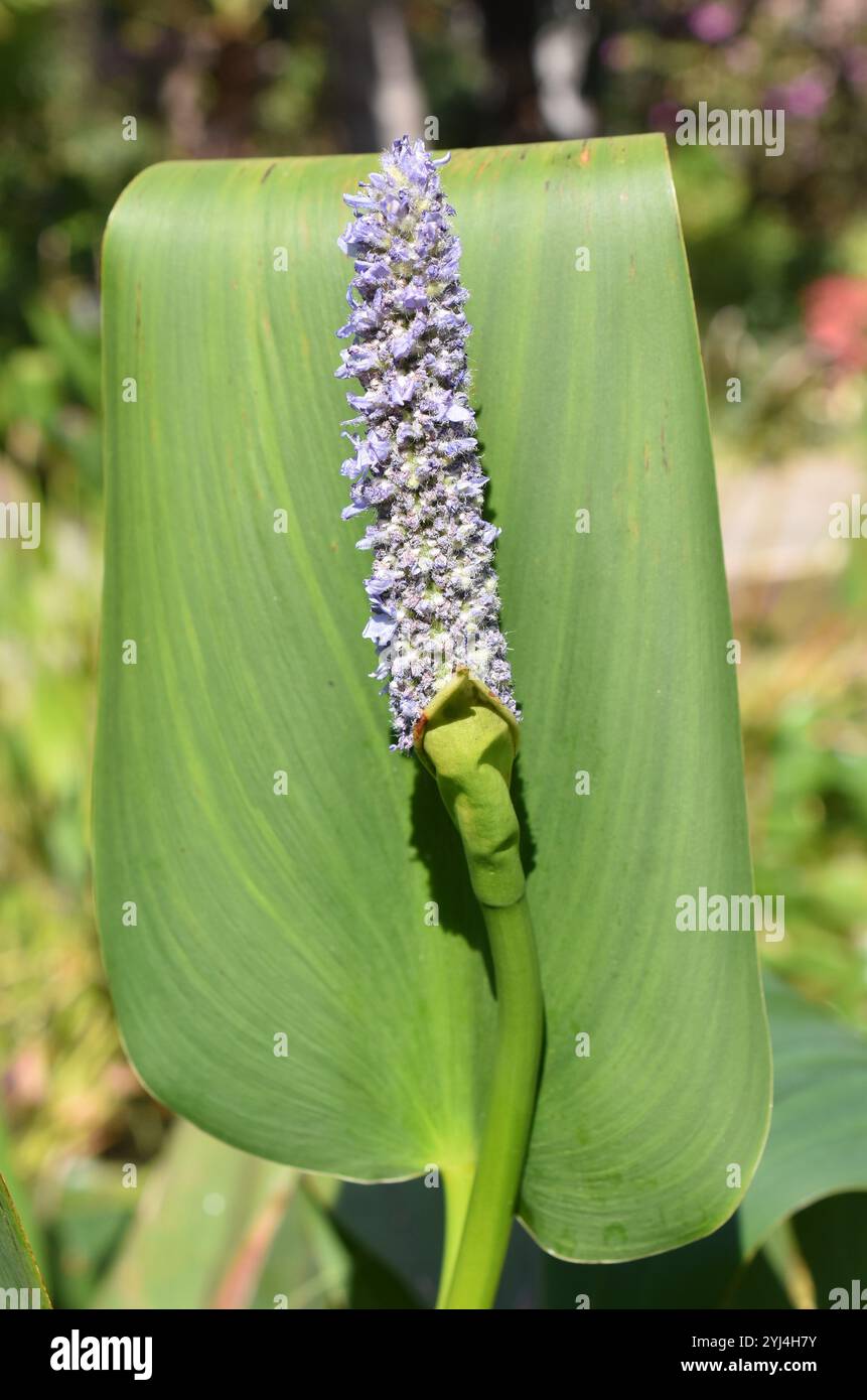 Wasserpflanzen-Pickerelweed Pontederia kordata blaue Blütenknospen Stockfoto