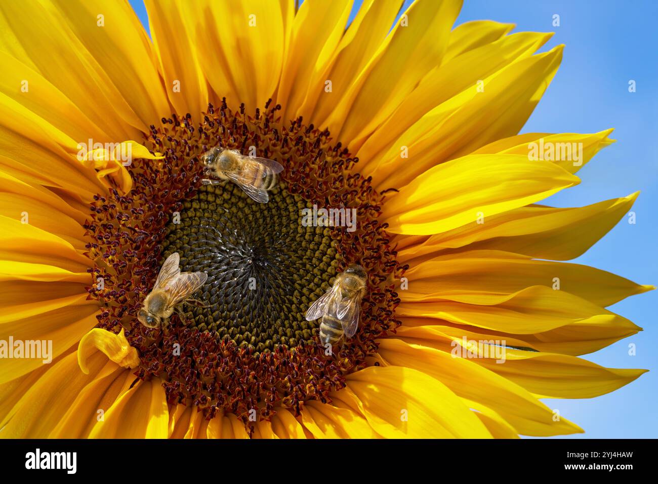 Drei Bienen eine Sonnenblume (Helianthus annuus) - Nahaufnahme der Blume Stockfoto