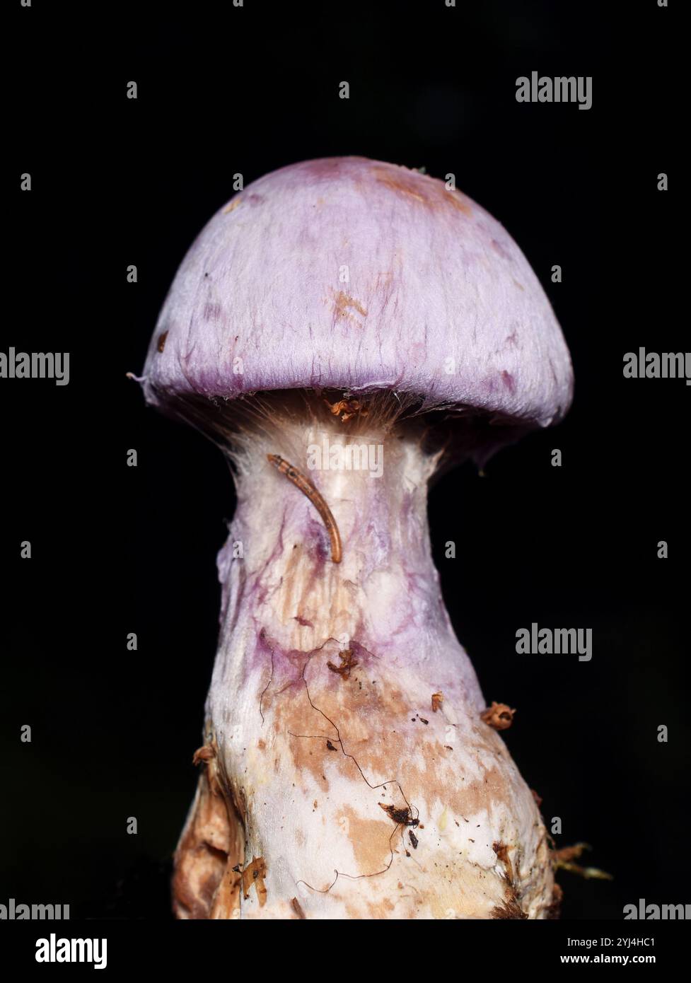Nahaufnahme von Gassy Webcap Cortinarius traganus auf schwarzem Hintergrund Stockfoto