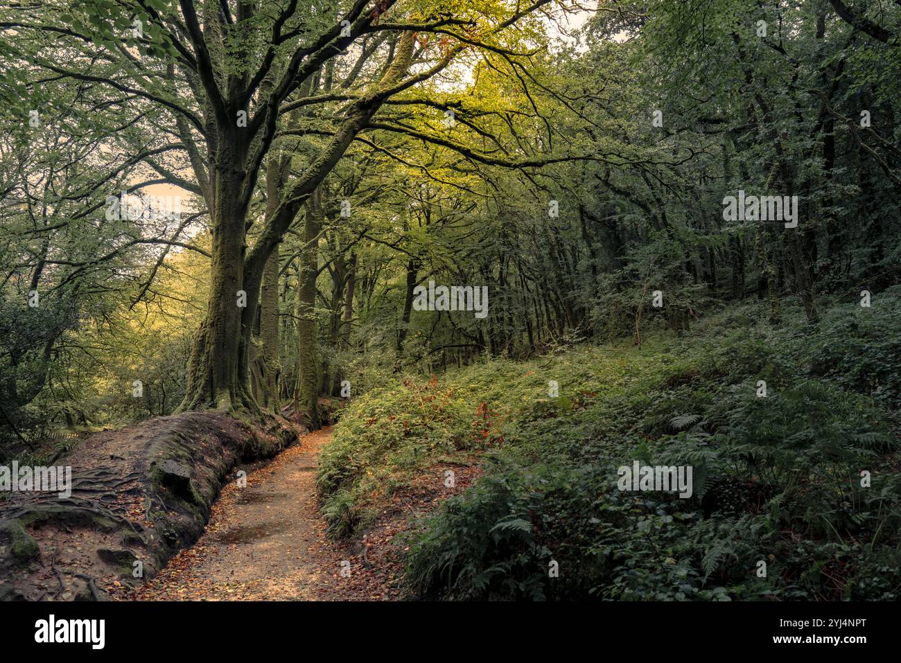 Der Leet Path durch den alten Wald von Draynes Wood auf Bodmin Moor in Cornwall in Großbritannien. Stockfoto