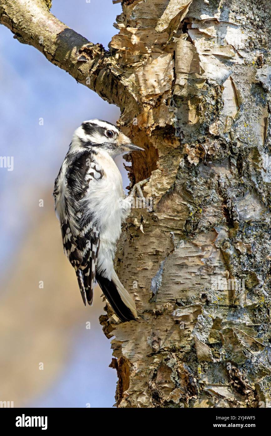 Ein Flaumspecht schneidet ein Loch in eine sich abblätternde Birke. Der Specht kann fast seinen Kopf in die Höhle des Baumes stecken. Stockfoto