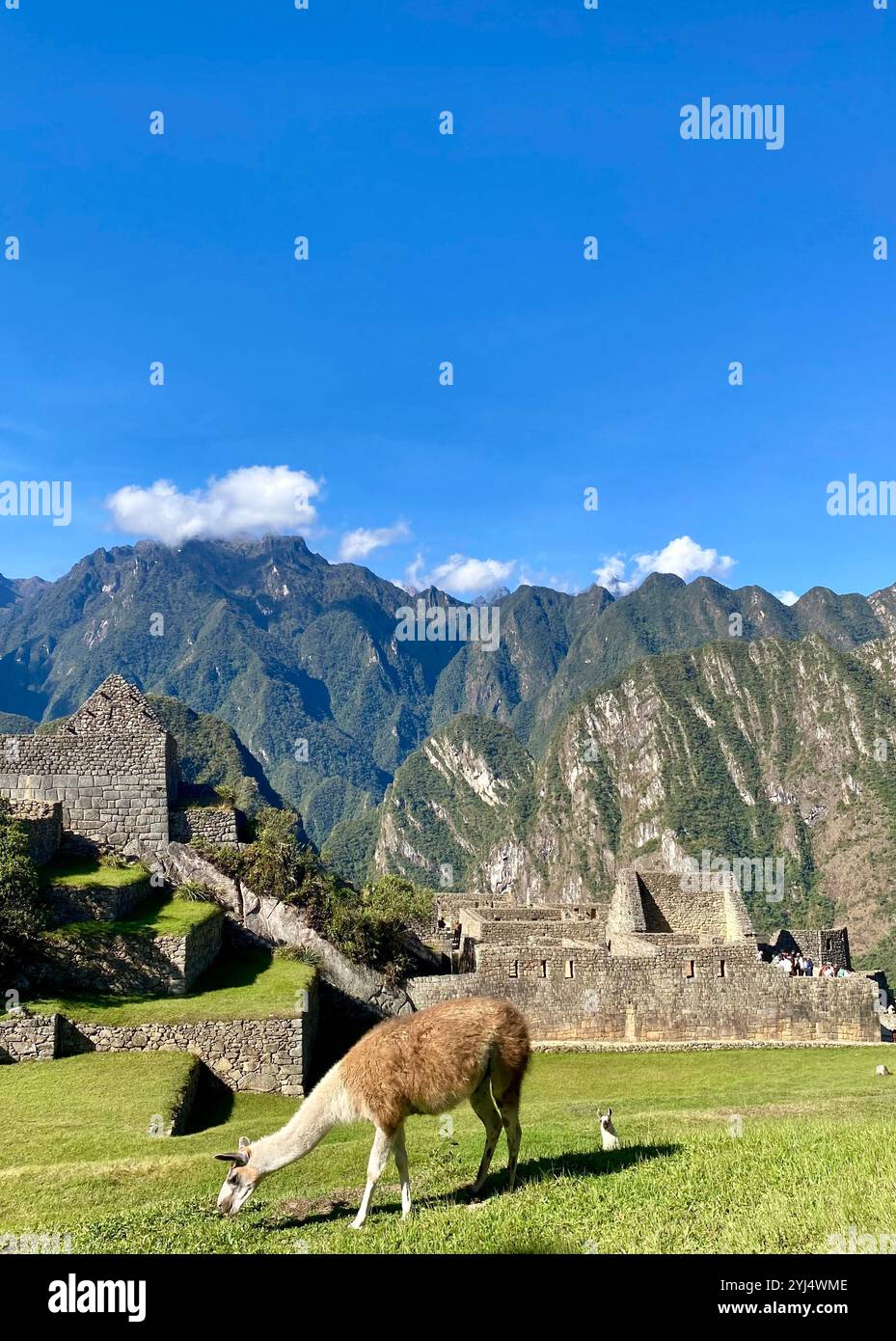 Ein Alpaka, das auf Gras in Machu Picchu herumläuft. - Smartphone-aufgenommenes Stockfoto