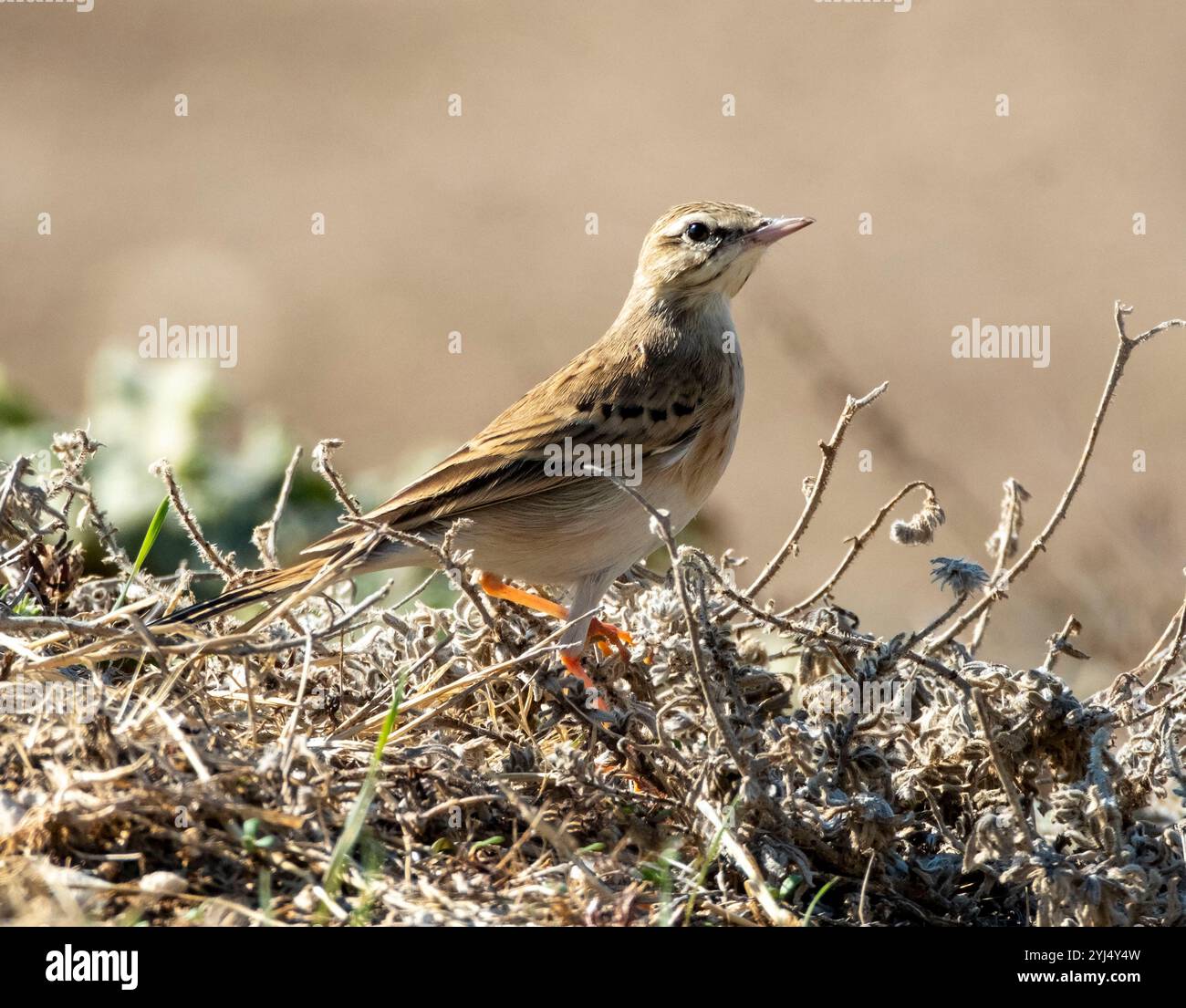 Tawny Pipit, Anthus campestris, Mandria, Paphos, Zypern. Stockfoto