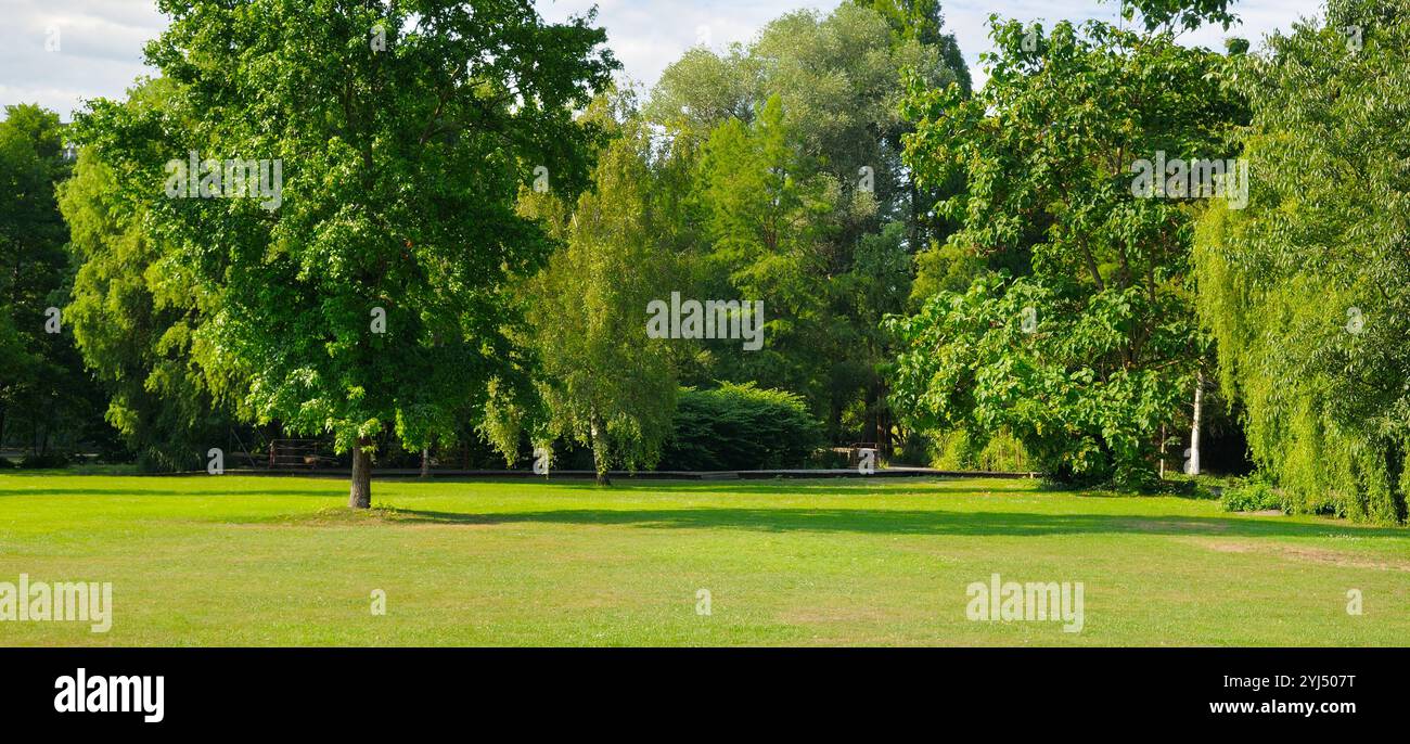 Ein gemütlicher Sommerpark mit weitläufigen Rasenflächen. Breites Foto. Stockfoto