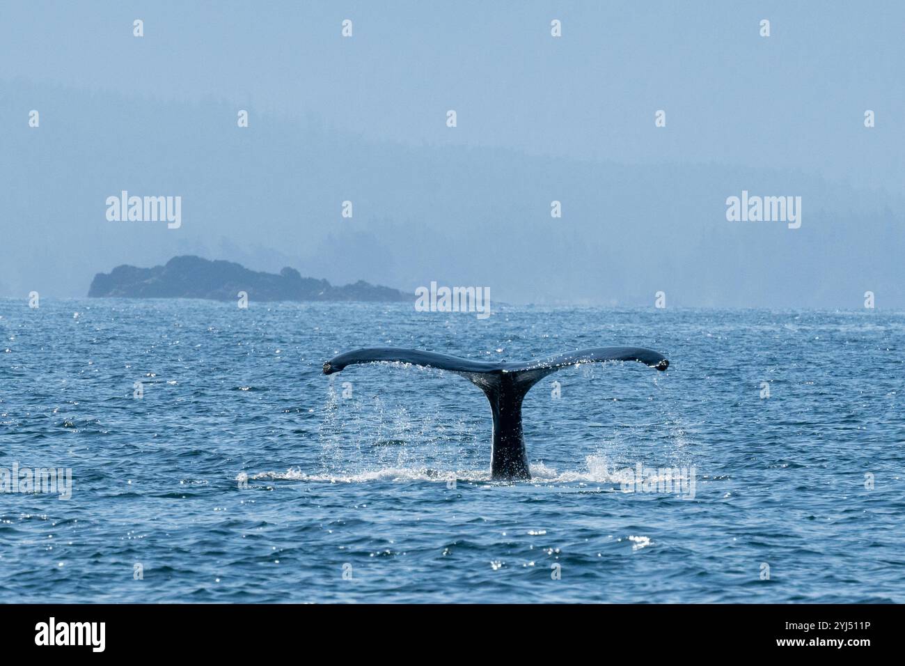 Alaska, Stika, Sitka Sound, Buckelwale. Stockfoto