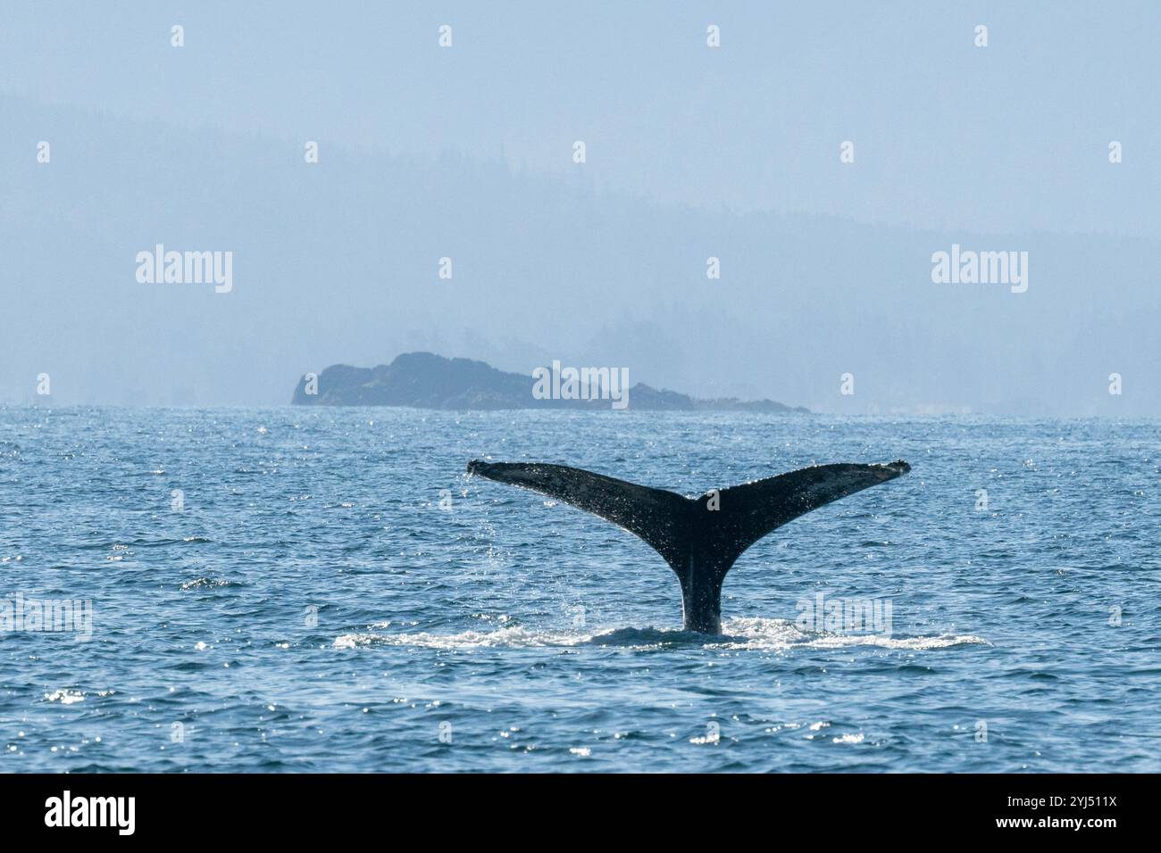 Alaska, Stika, Sitka Sound, Buckelwale. Stockfoto