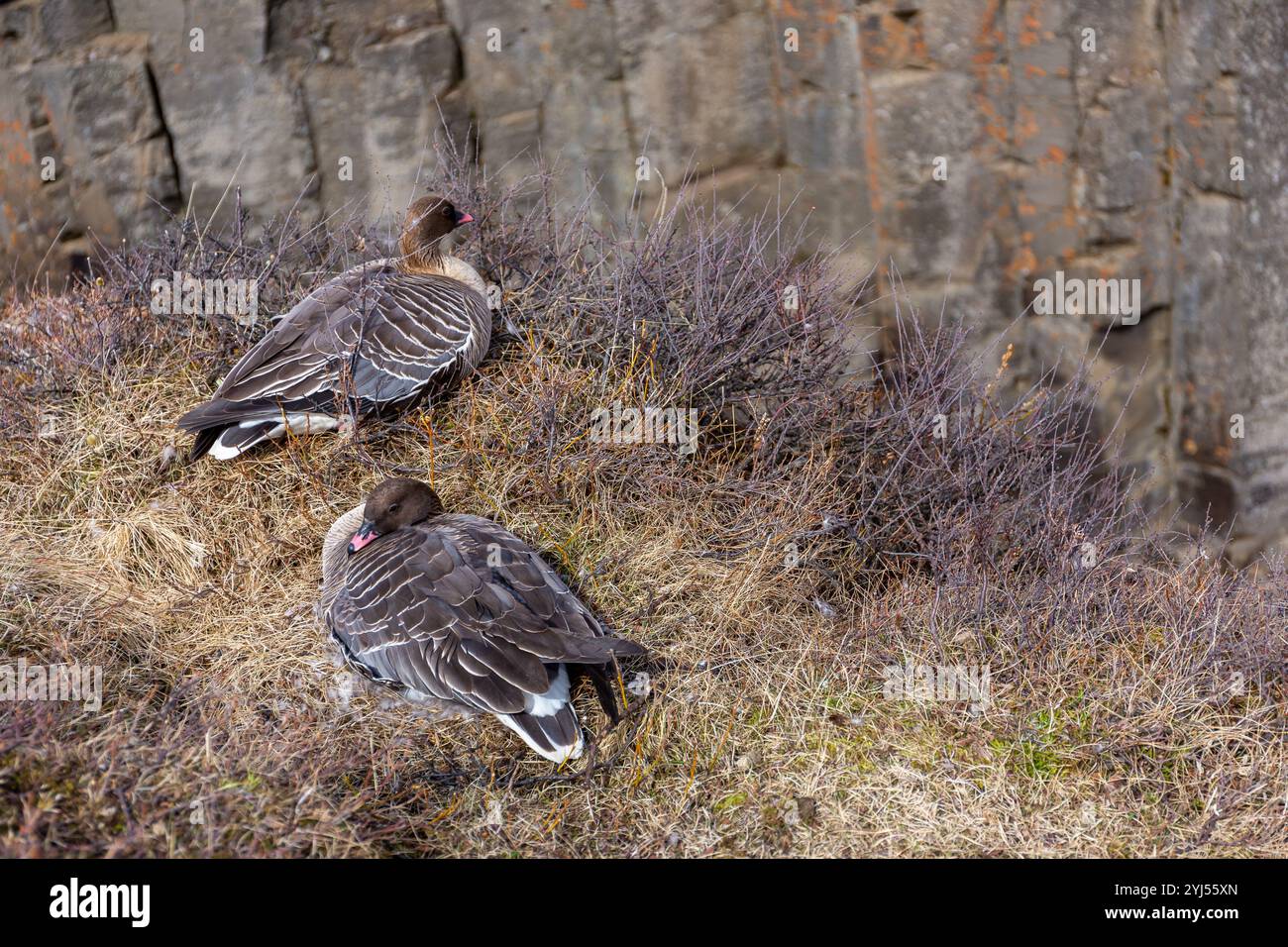 Die rosafarbenen Gänse (Anser brachyrhynchus) am Rand der Klippe im Studlagil Canyon, Island, mit sechseckigen Basaltsäulen. Stockfoto