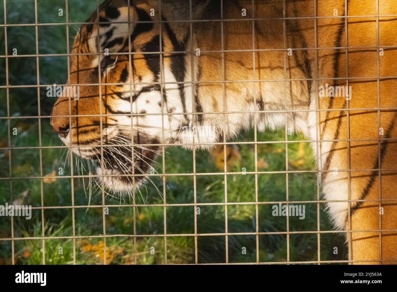 England, Kent, Wingham, Wingham Wildlife Park, Tiger Stockfoto