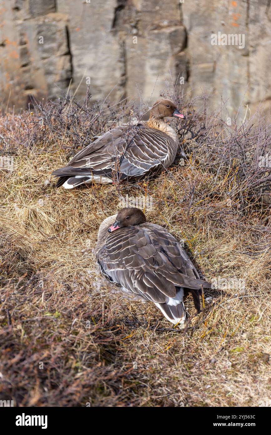 Die rosafarbenen Gänse (Anser brachyrhynchus) liegen am Rand der Klippe im Studlagil Canyon, Island, mit sechseckigen Basaltsäulen dahinter. Stockfoto