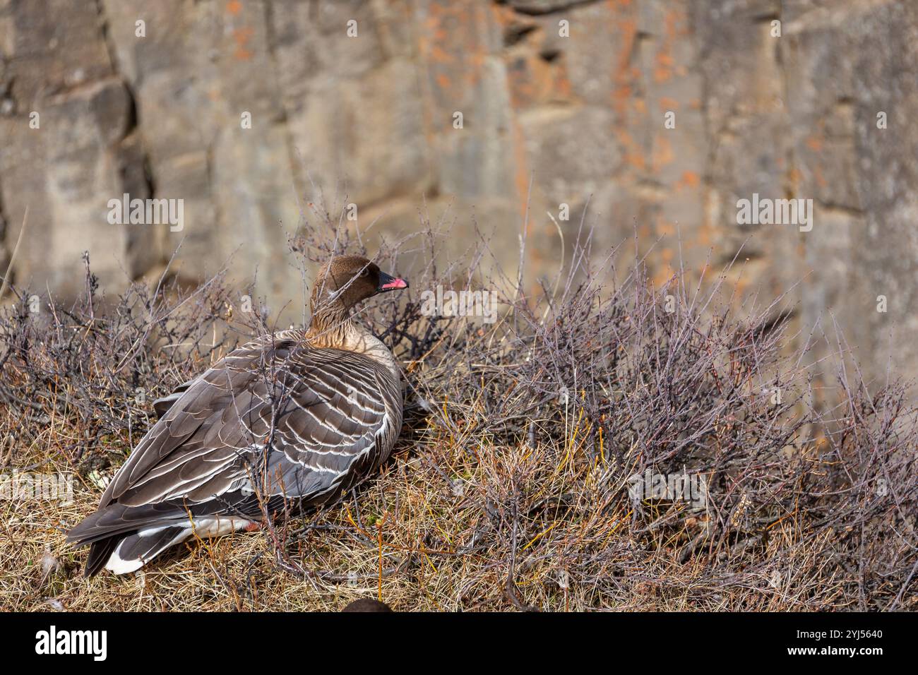 Die rosafarbene Gans (Anser brachyrhynchus) am Rand der Klippe im Studlagil Canyon, Island, mit sechseckigen Basaltsäulen. Stockfoto