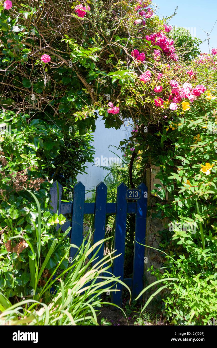 Rustikales blaues Tor mit Blumenbogen: AR Vrennig Landéda, Bretagne, Frankreich Stockfoto