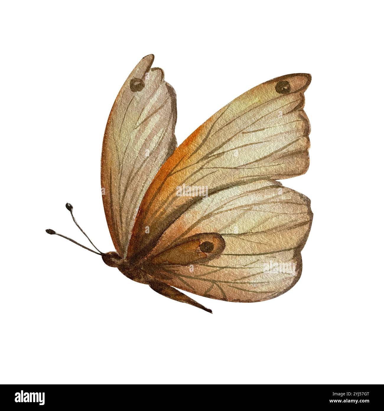 Schmetterling isolieren. Aquarellabbildung. Verwendung in Postkarten, Textilien, Tischdecken, Körben, Handtüchern, Bücher, Broschüren, Zeitschriften, Artikel, Tapeten. Stockfoto