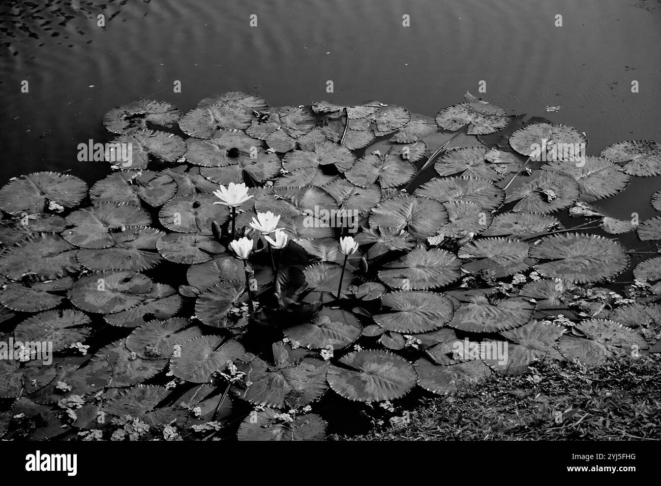 Seerosen, Nymphaeaceae, ist eine Familie von blühenden Pflanzen, die auch als Seerosen bezeichnet werden. Blumen und Blätter, die auf Teichwasser schwimmen. Wunderschöne Natur Stockfoto