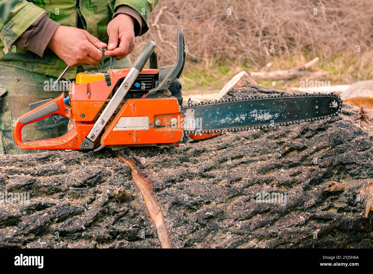 Holzfäller lässt sich manuell einstellen oder fixieren Sie professionelle Kettensäge auf frisch geschnittenen Baumstümpfen im Wald, Holzstruktur, Holz, Hartholz, Brennholz. Stockfoto