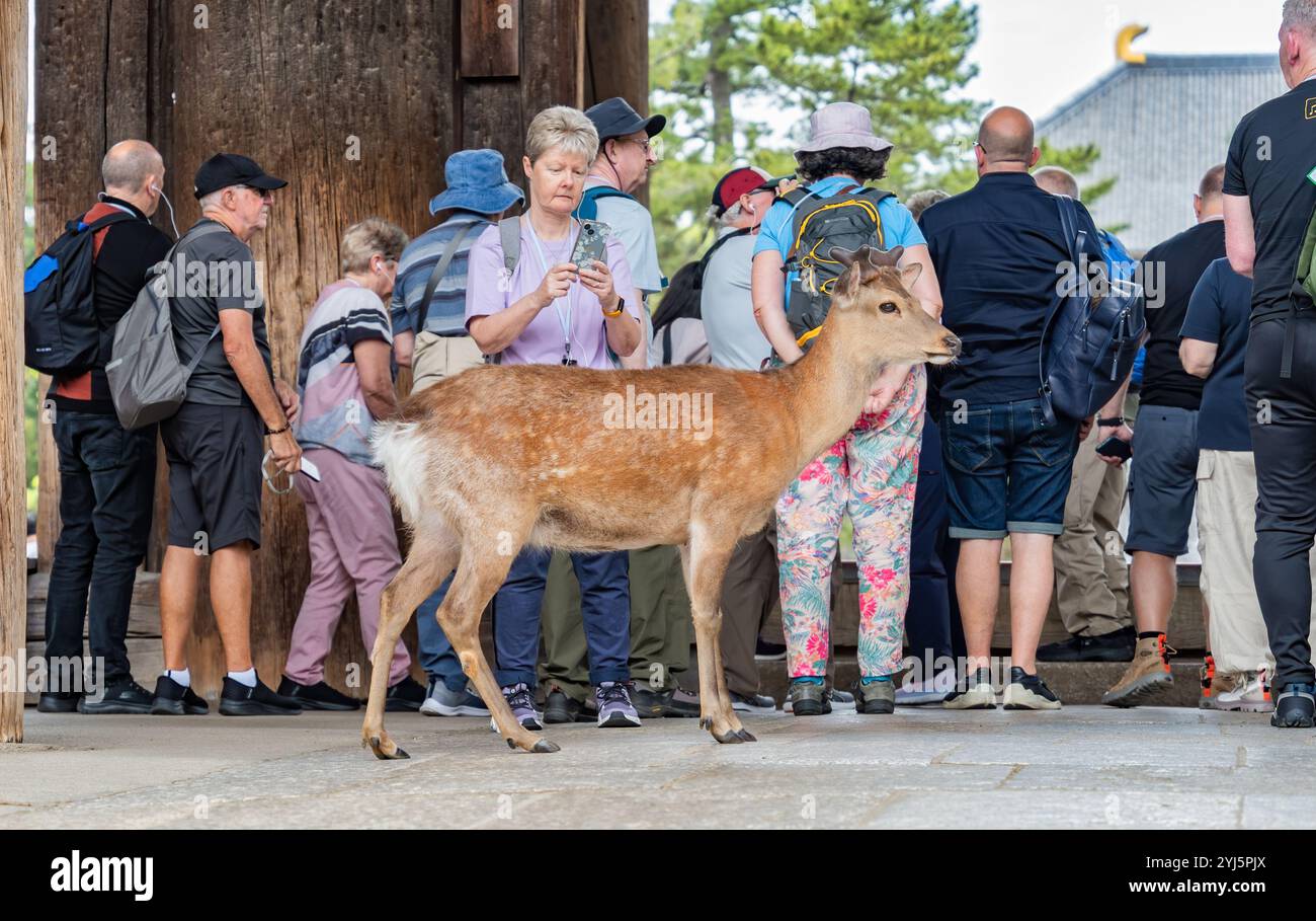Nara, Japan - 05.06.2024: Touristen machen Fotos mit den sika-Hirschen in Nara. Stockfoto