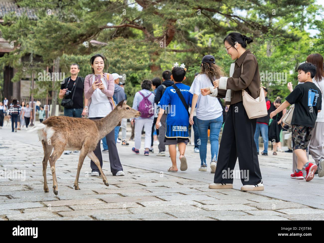 Nara, Japan - 05.06.2024: Touristen machen Fotos mit den sika-Hirschen in Nara. Stockfoto
