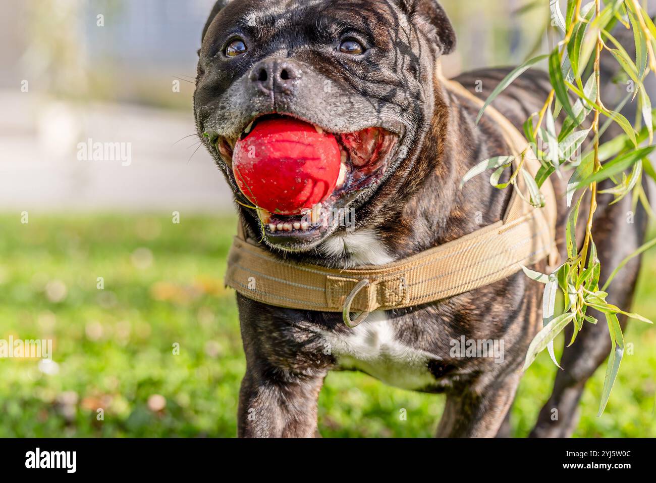 Porträt eines Hundes mit Kugel im Mund. Ein staffordshire Terrier mit weißem staffordshire Terrier. Amstaff, stafford. Stockfoto