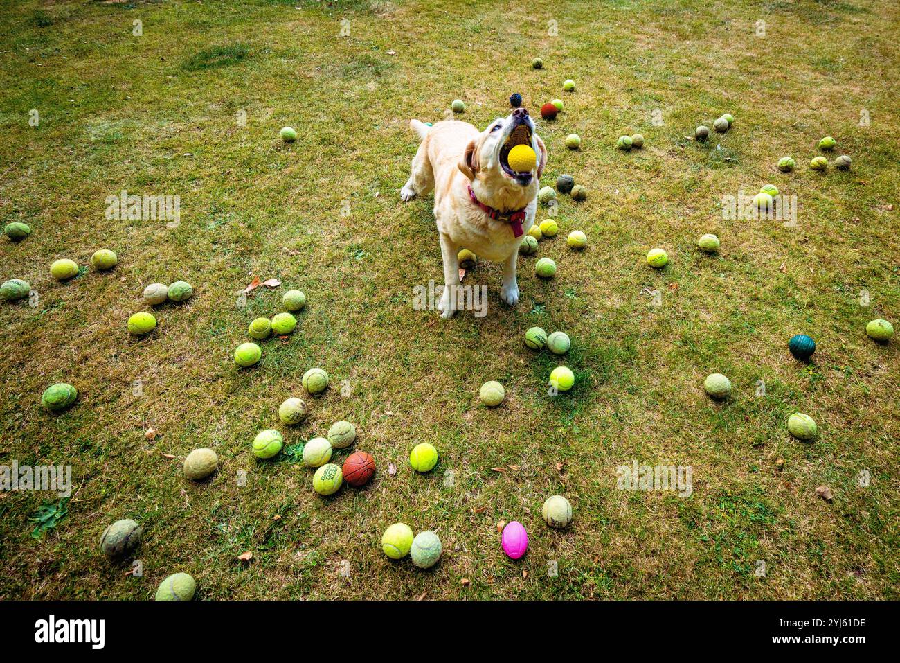 Lola, der labrador-Hund, fängt einen Tennisball in ihrem Mund, während er von etwa 30 anderen Tennisbällen auf Gras umgeben ist Stockfoto