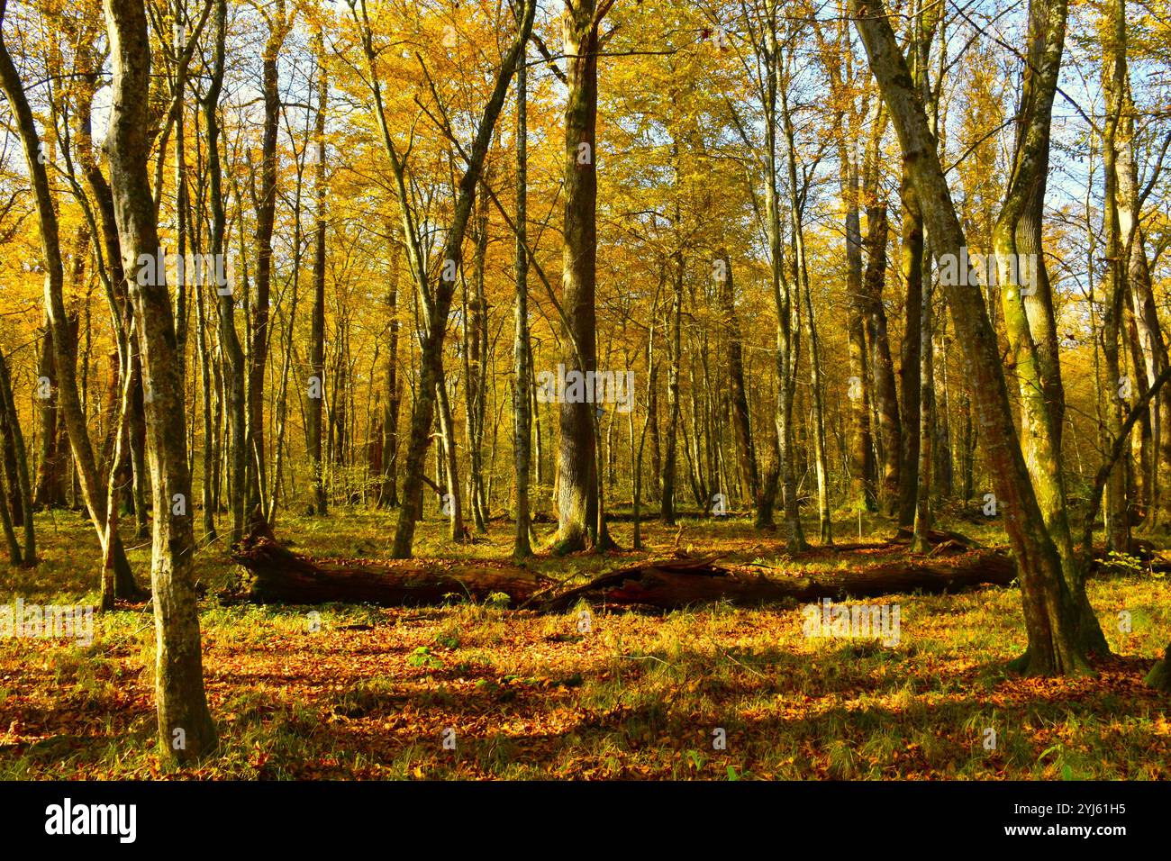 Herbstalter gemäßigter Laub-Laubwald Krakovski Gozd in Dolenjska, Slowenien Stockfoto