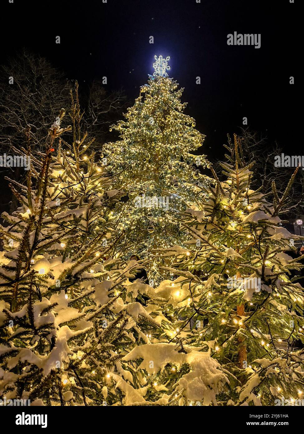 Weihnachtsbäume an einem kalten Wintertag in Litauen. Stockfoto