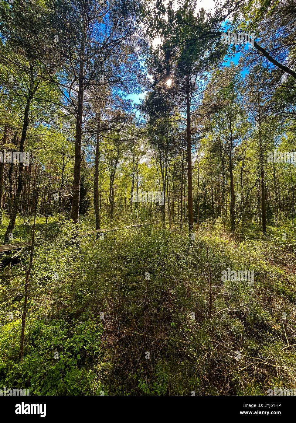 Naturwald in Litauen. - Smartphone-aufgenommenes Stockfoto