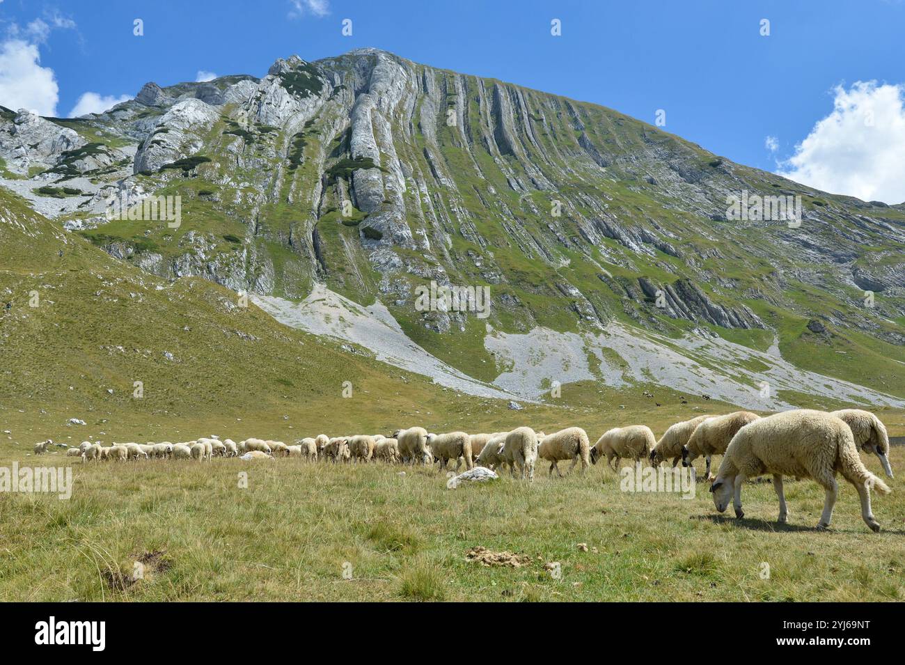 Große Schafherde befallen die Ausläufer des Prutas-Gipfels. Durmitor Mountain, Montenegro Stockfoto