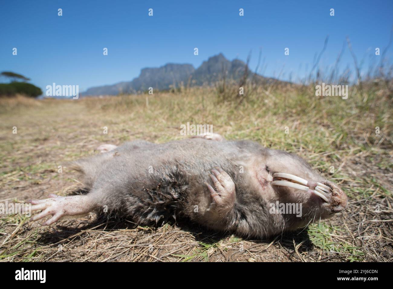 Ein totes Cape Dune Molerat, Bathyergus suillus, wahrscheinlich von einem Haushund getötet, liegt auf einem Weg durch Rondebosch Common mit Devil's Peak dahinter. Stockfoto